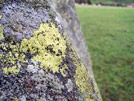 Stone i